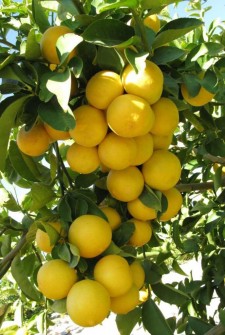 لیمو شیرین فارس